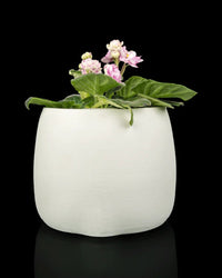 Back view of a white rounded planter holding a flowering plant on a black background