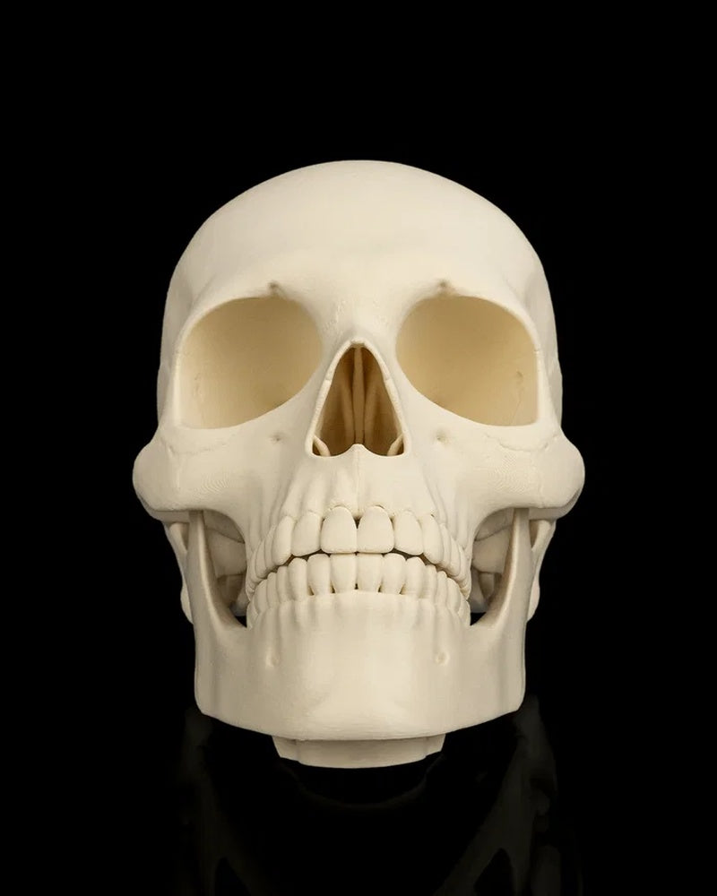 Front view of an ivory skull with hollow eye sockets, nose opening, teeth, and jaw on a black background