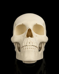 Front view of an ivory skull with hollow eye sockets, nose opening, teeth, and jaw on a black background