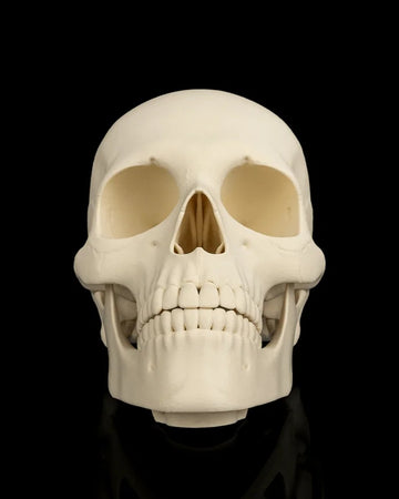 Front view of an ivory skull with hollow eye sockets, nose opening, teeth, and jaw on a black background