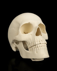Angled front view of an ivory skull with teeth, jaw, and hollow eye sockets on a black background