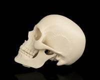 Side view of an ivory skull showing the jaw, teeth, eye socket, and rounded back of the head on a black background