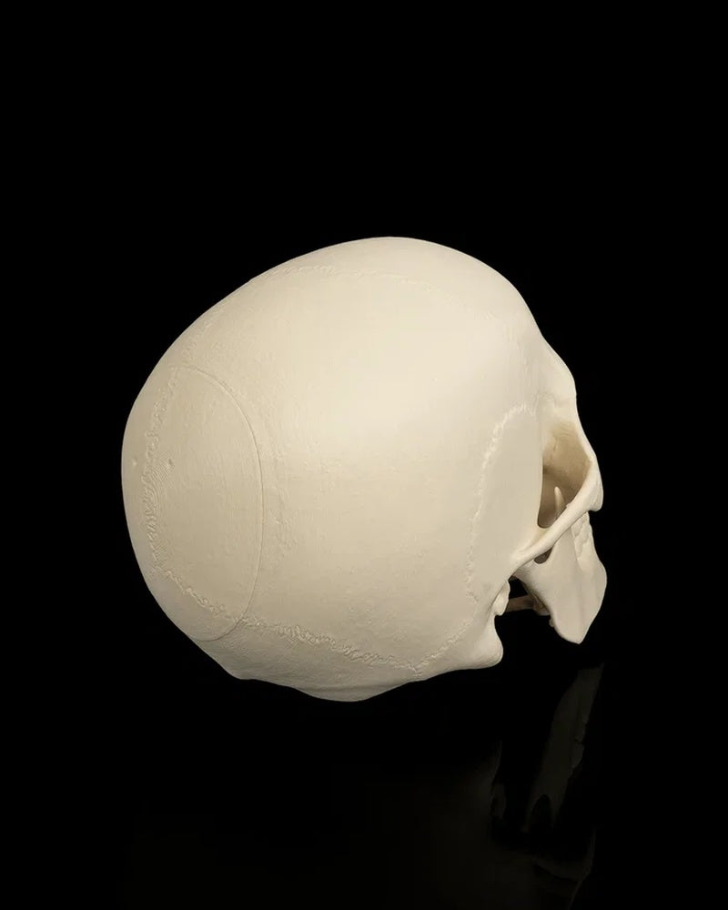 Rear side view of an ivory skull showing the rounded back of the head and partial face profile on a black background
