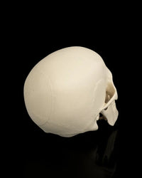 Rear side view of an ivory skull showing the rounded back of the head and partial face profile on a black background