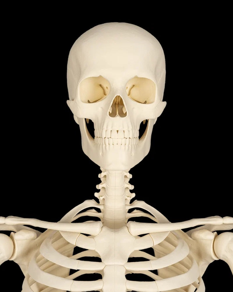 Front view of an ivory skeleton upper body with skull, neck, ribs, and shoulders on a black background