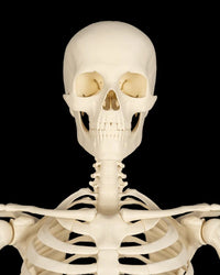 Front view of an ivory skeleton upper body with skull, neck, ribs, and shoulders on a black background