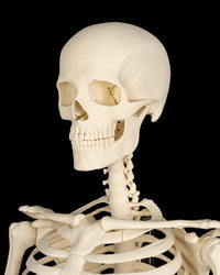Angled view of an ivory skeleton upper body with skull, neck, ribs, and shoulders on a black background