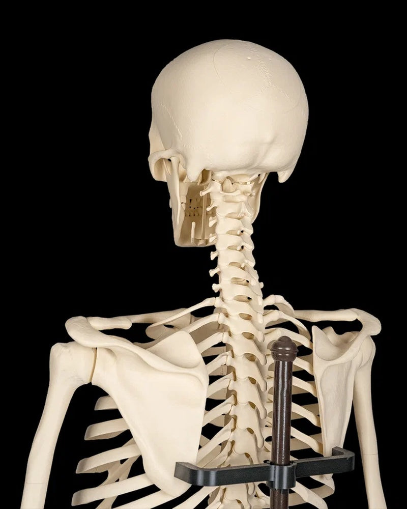 Rear view of an ivory skeleton upper body with skull, spine, ribs, shoulder blades, and a dark support rod