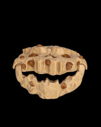 Low front view of a tan round monster face with brown spots, hollow eyes, and an open jagged mouth on a black background.
