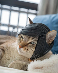 Close-up of a tabby cat wearing a black side-swept bangs piece on a bed.