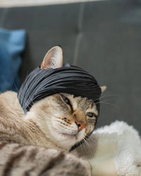 Tabby cat resting on a bed with a black bangs piece around its head.