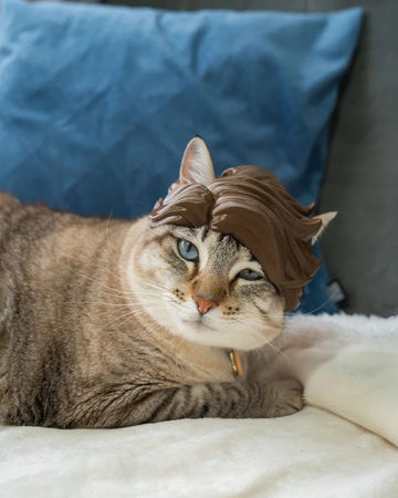 Tabby cat lying on a white blanket wearing a brown wave-styled headpiece.