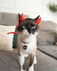 A cat on a sofa wearing a black headband with red horns and red wings.