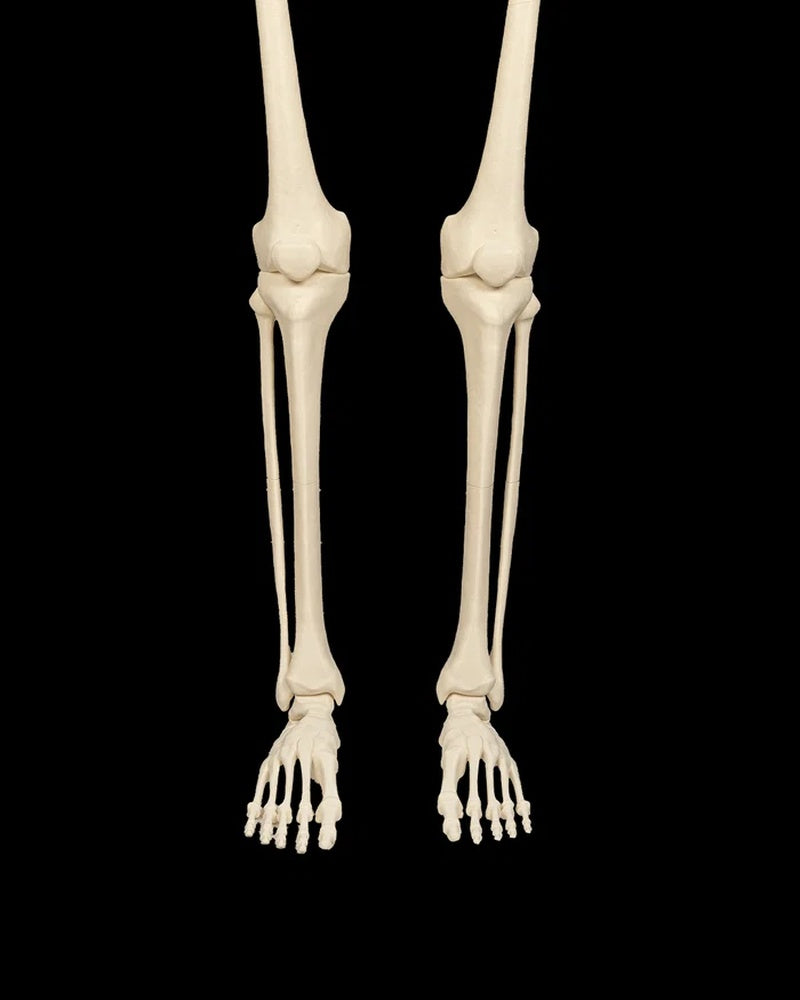 Front view of a beige human lower-leg skeleton with both feet against a black background