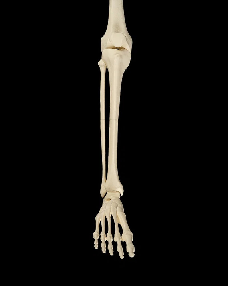 Single beige human lower-leg skeleton with foot facing forward against a black background