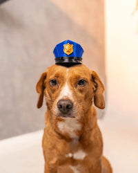 Brown dog wearing a blue police-style cap with a black brim and gold badge accent