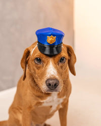 Brown dog facing forward while wearing a blue police-style cap with a gold badge accent