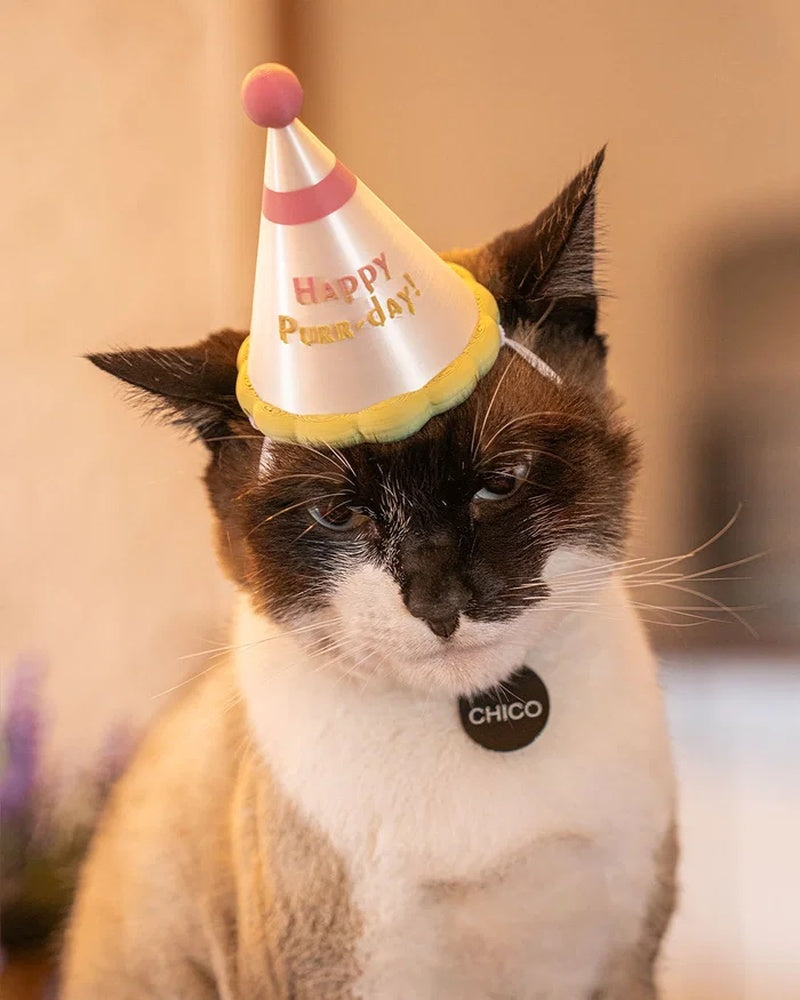 Cat wearing a cone party hat with a pom top and colorful base