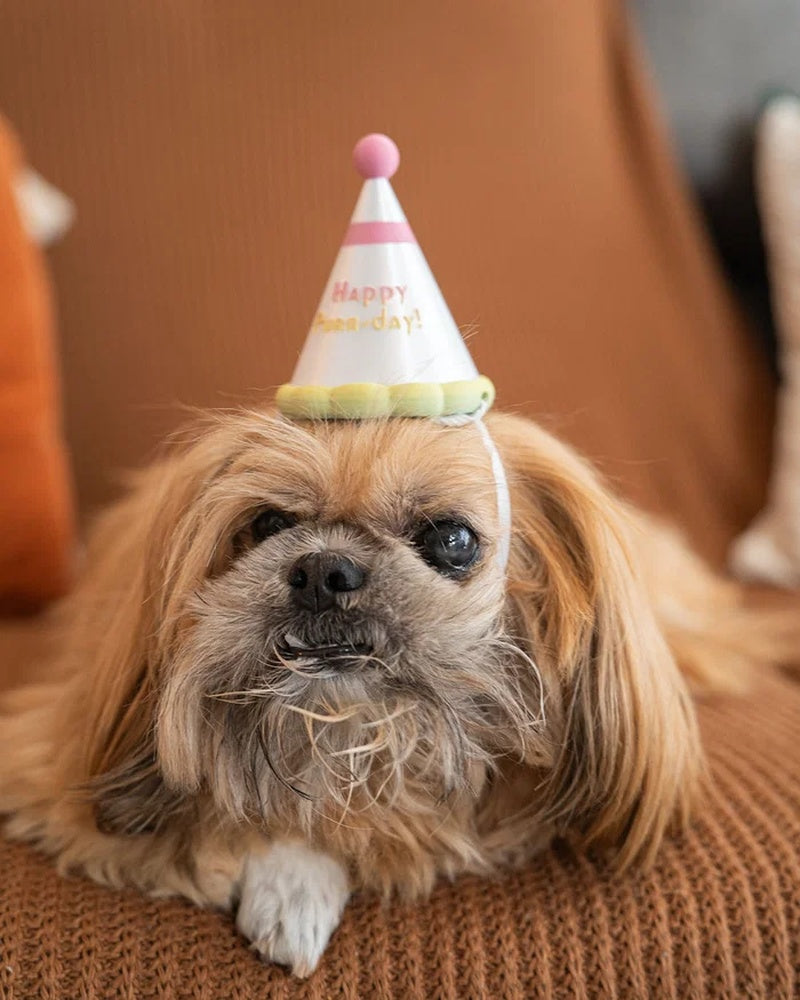 Small dog wearing a cone party hat while resting on a textured surface