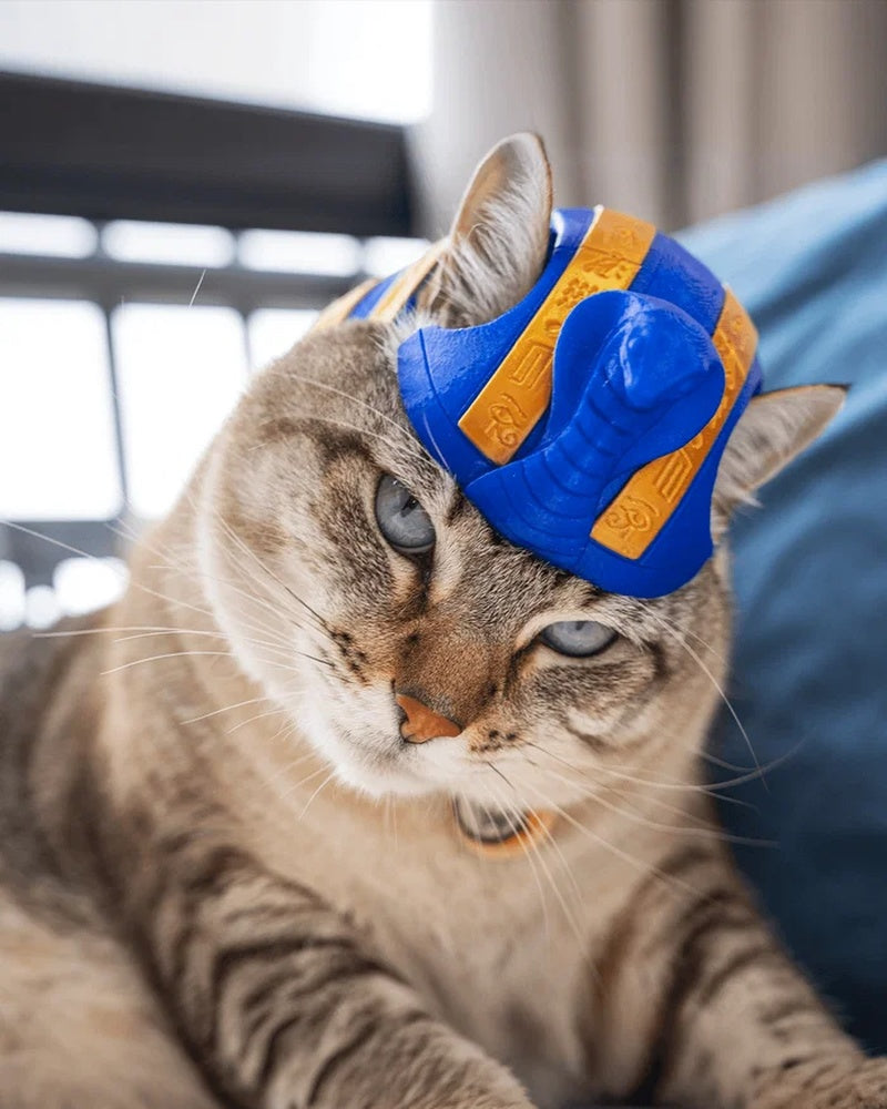 Cat facing forward while wearing a blue and gold pharaoh-style headpiece