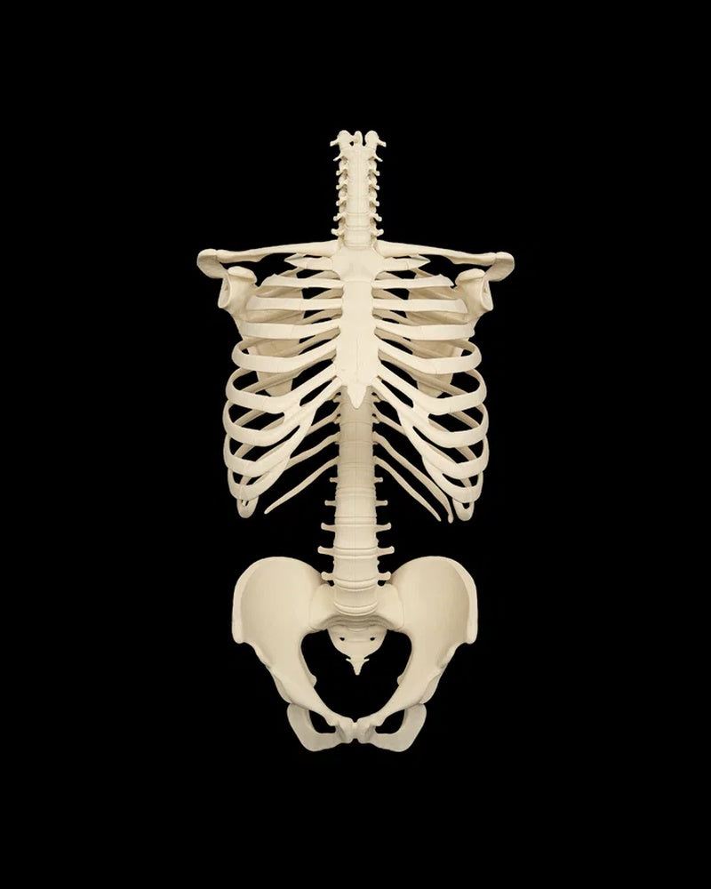 Front view of an off-white human skeleton torso with rib cage, spine, and pelvis on a black background