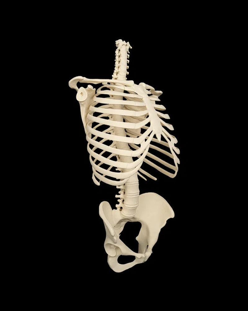 Angled side view of an off-white human skeleton torso with rib cage, spine, and pelvis on a black background
