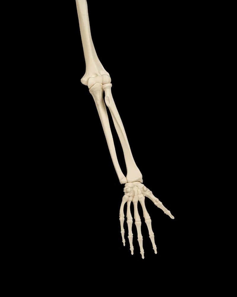 Human arm skeleton figurine with hand, wrist, forearm, elbow, and upper arm on a black background