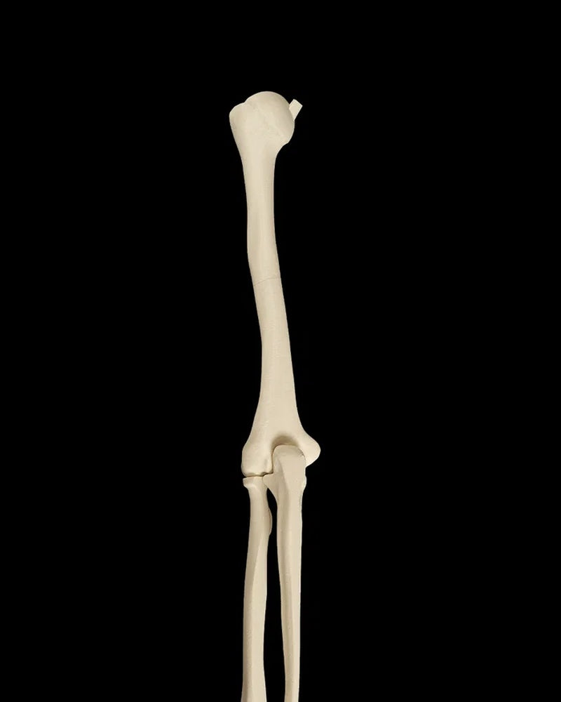 Upper arm bone and forearm bones of a human skeleton figurine on a black background