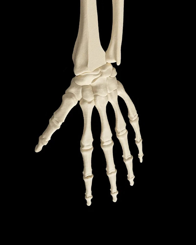 Close-up of a human skeleton wrist and hand with forearm bones on a black background