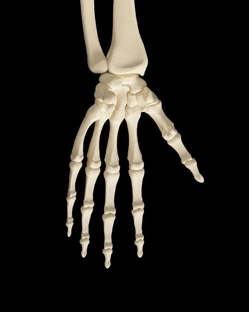 Close-up of a human skeleton hand and wrist with forearm bones on a black background
