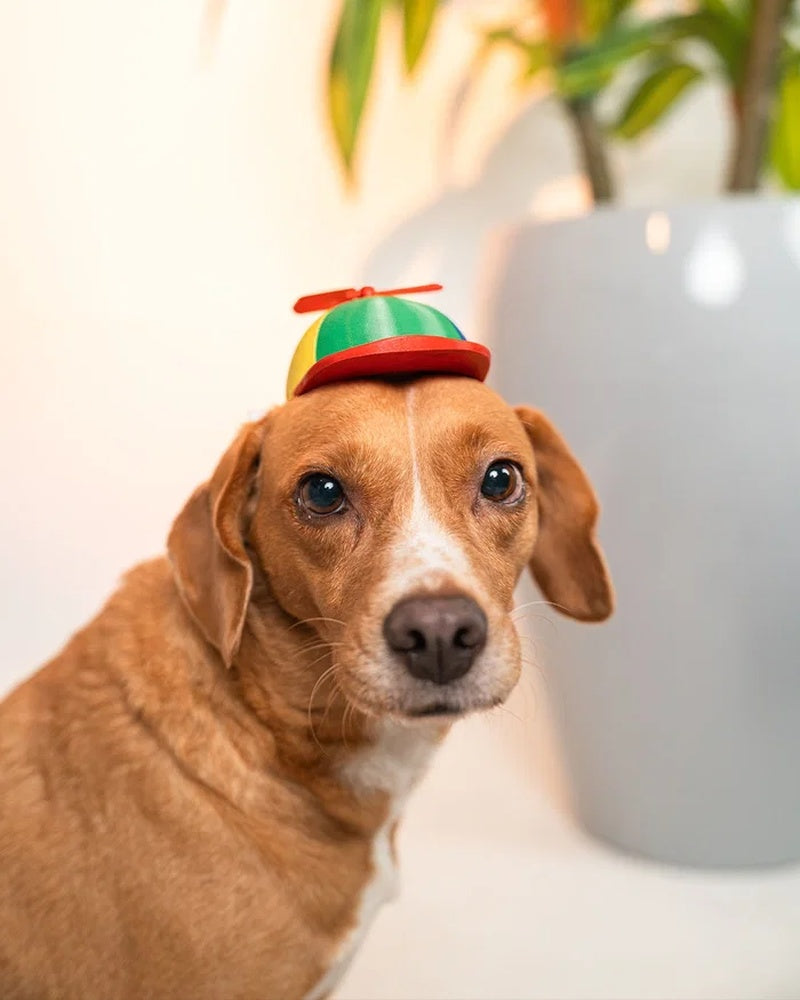 Brown dog wearing a colorful propeller cap near a white plant pot
