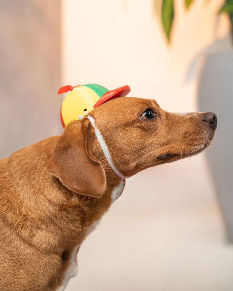 Side view of a brown dog wearing a colorful cap with a white strap
